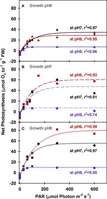 Photorespiration in eelgrass (Zostera marina L.): A photoprotection mechanism for survival in a CO2-limited world